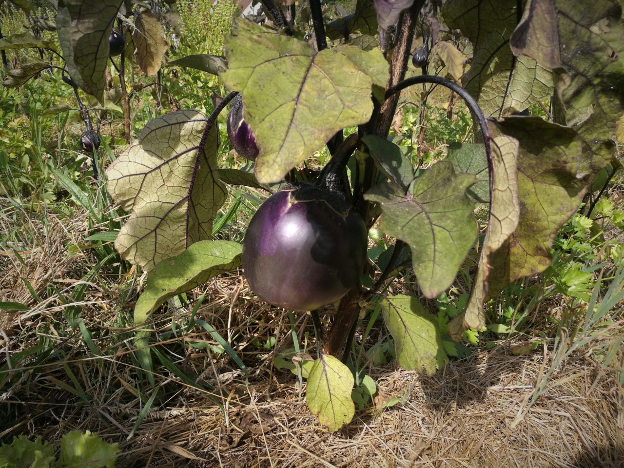 Aubergine ronde