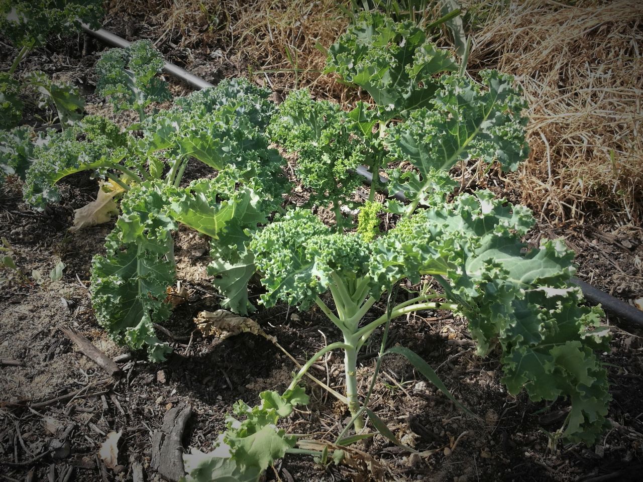 Chou Kale