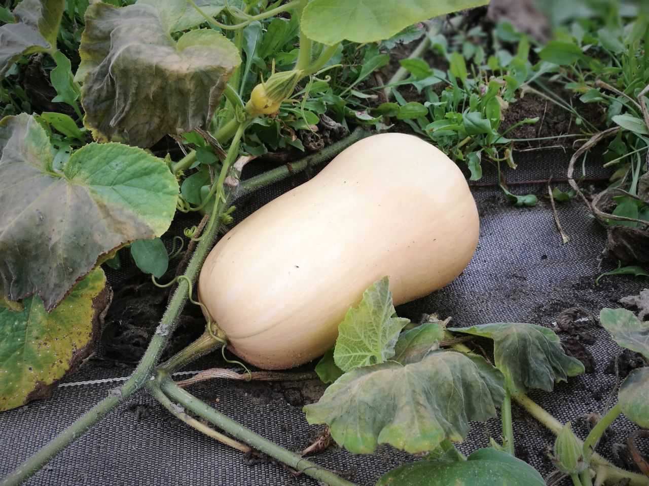 Courge Butternut