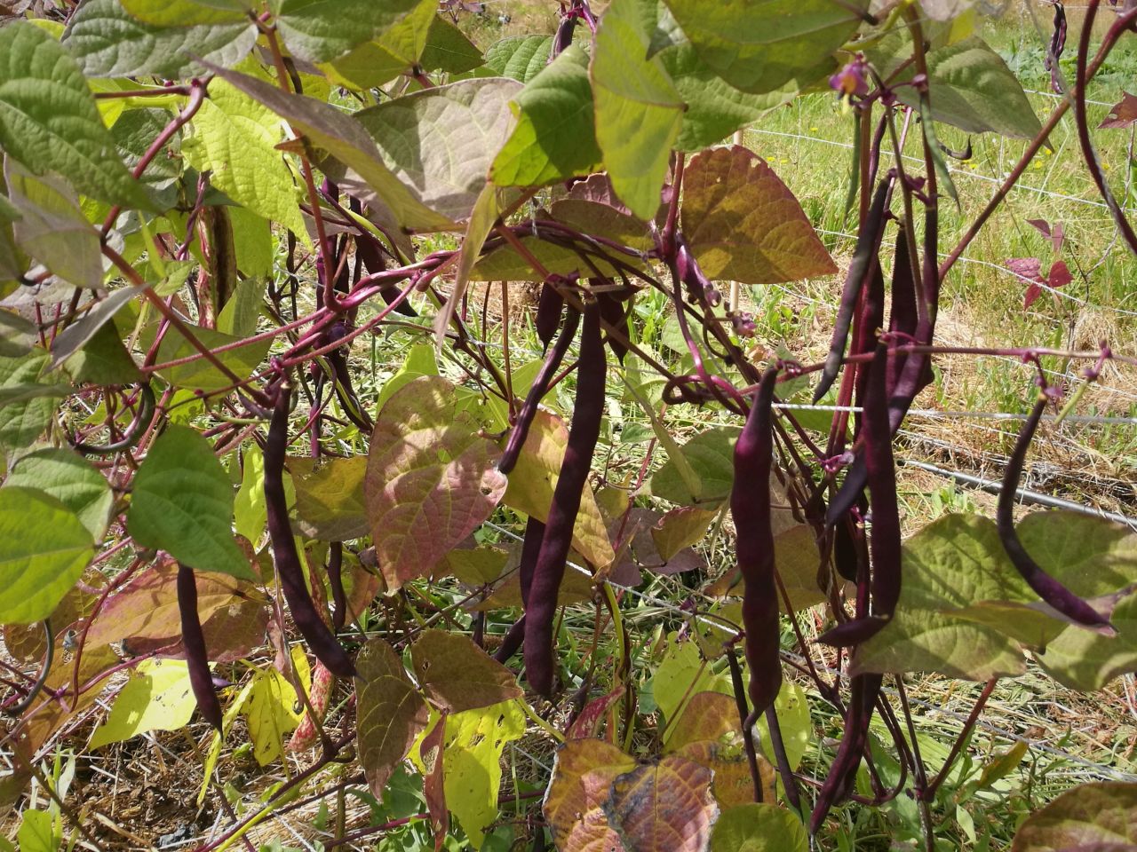 Haricots mangetout violet