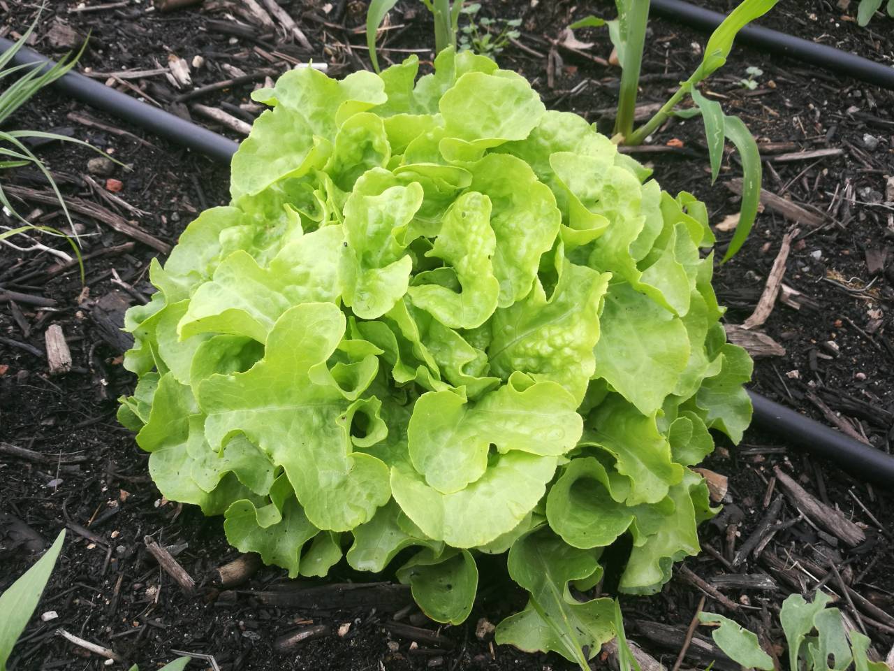 Feuille de chêne blonde