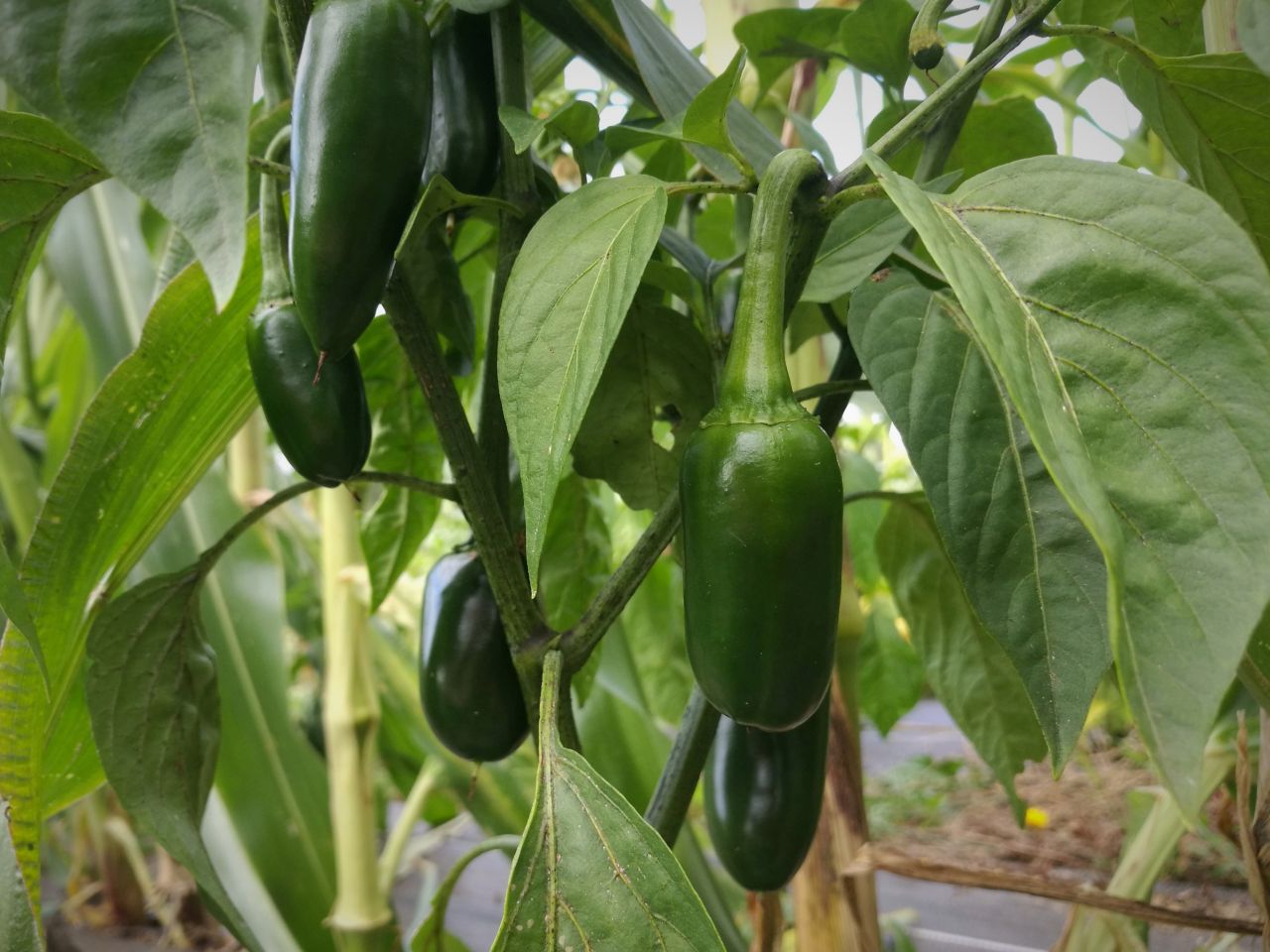 Piment vert Jalapeño