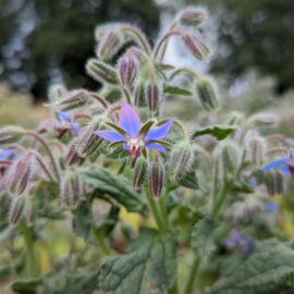 Fleur de bourrache