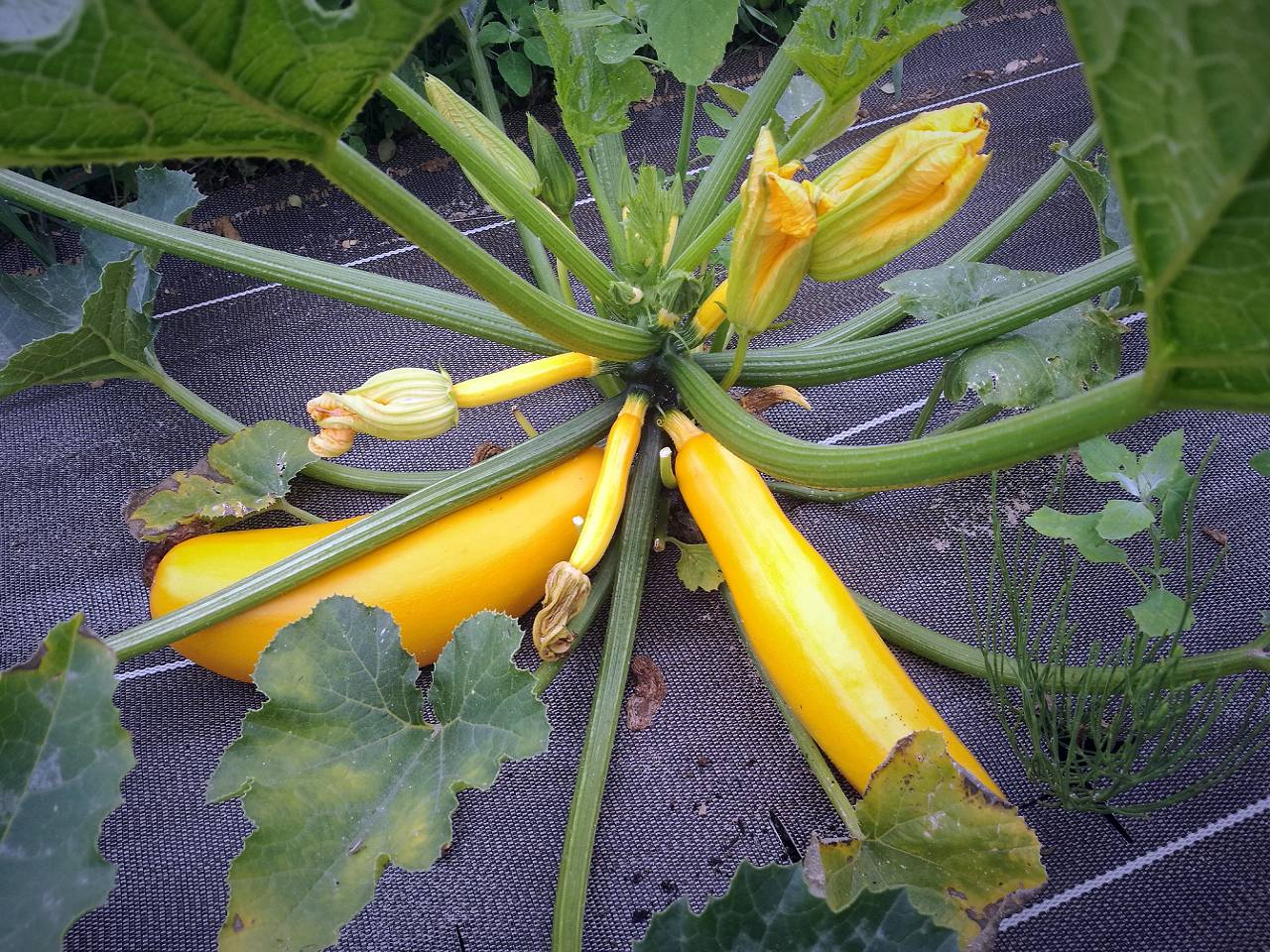 Courgette jaune