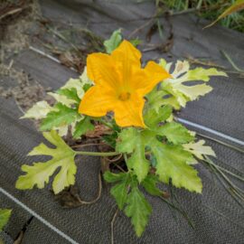 Fleur de courgette