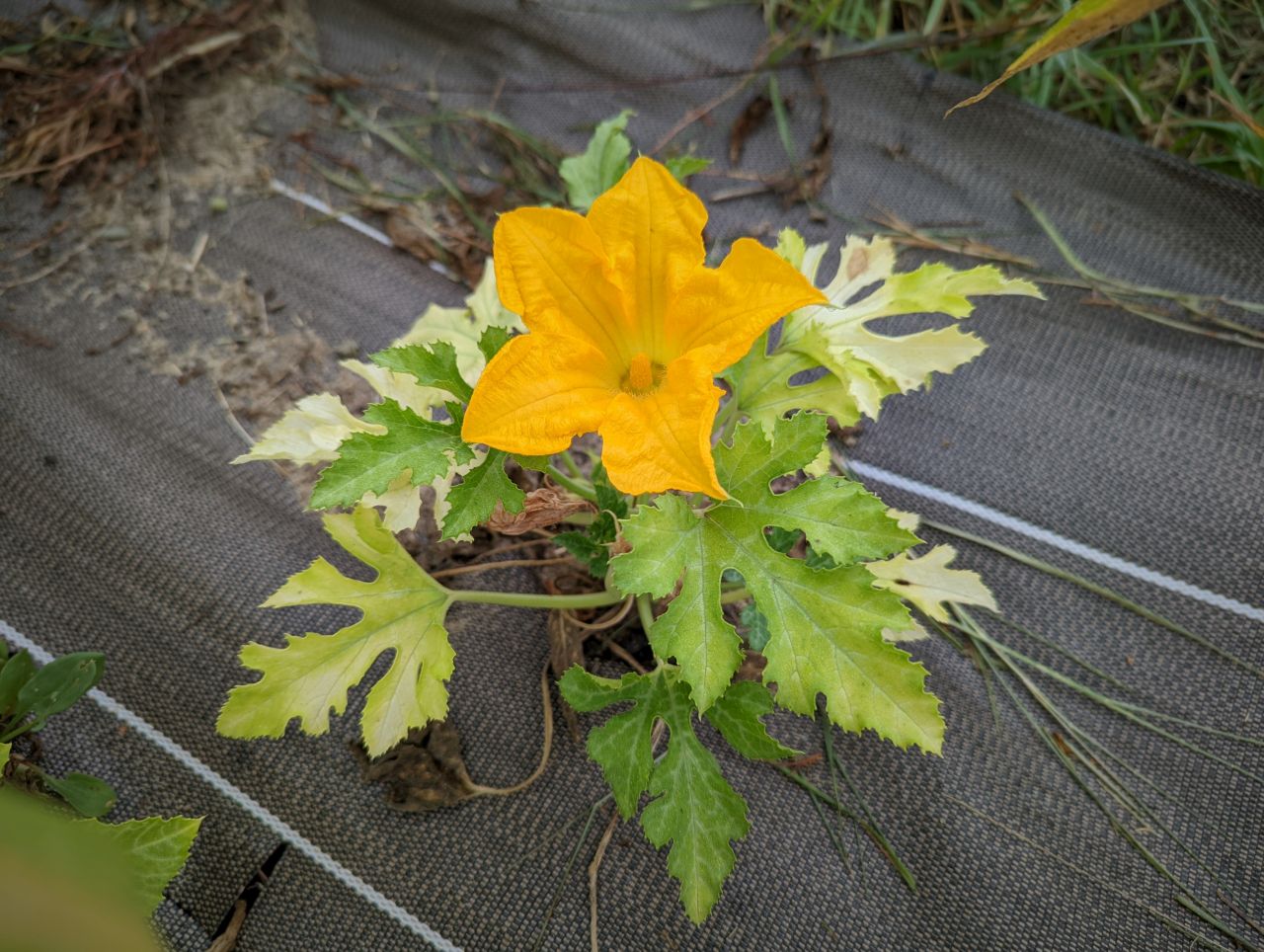 Fleur de courgette