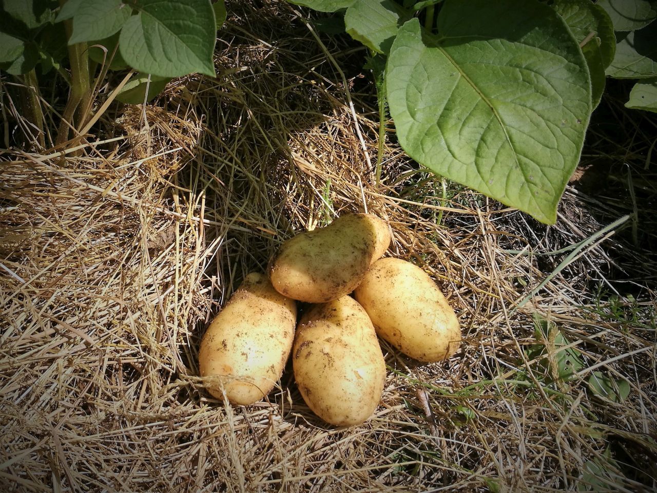 Pomme de terre blanche