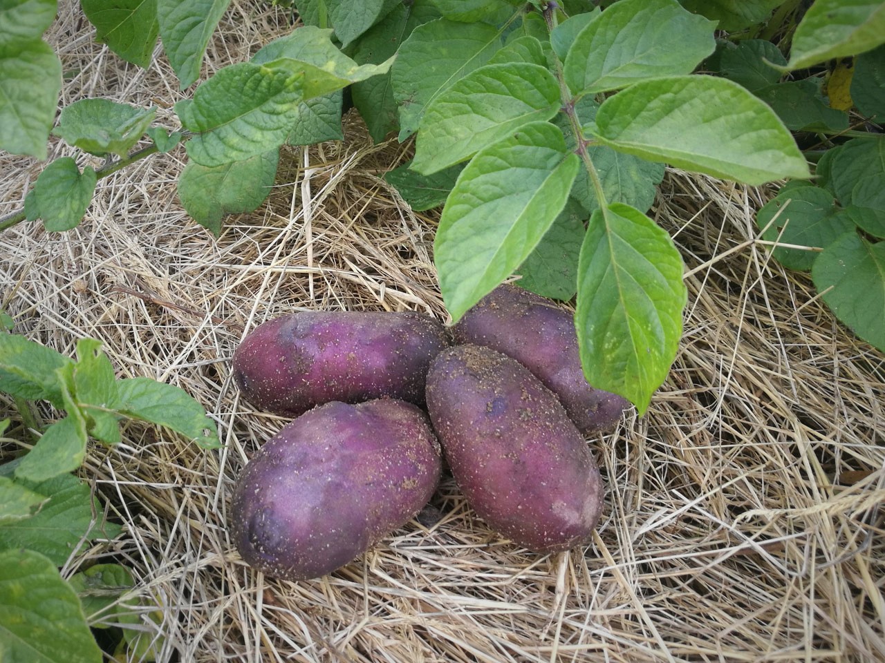 Pomme de terre bleue